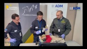 Scopri di più sull'articolo Sequestrati in aeroporto 13 esemplari di corallo a rischio estinzione