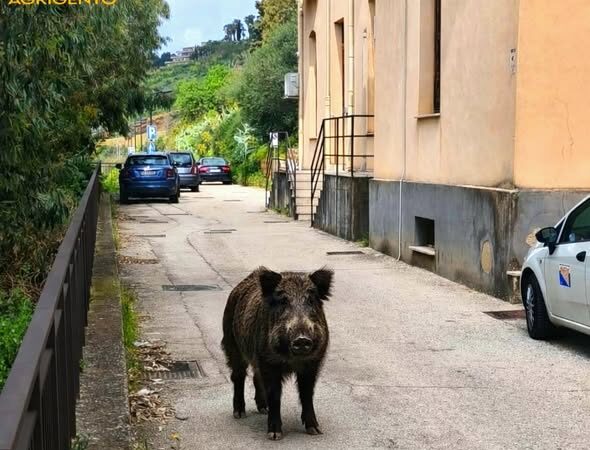 Al momento stai visualizzando E’ allarme cinghiali, dalla Valle dei Templi fino alla città in cerca di cibo