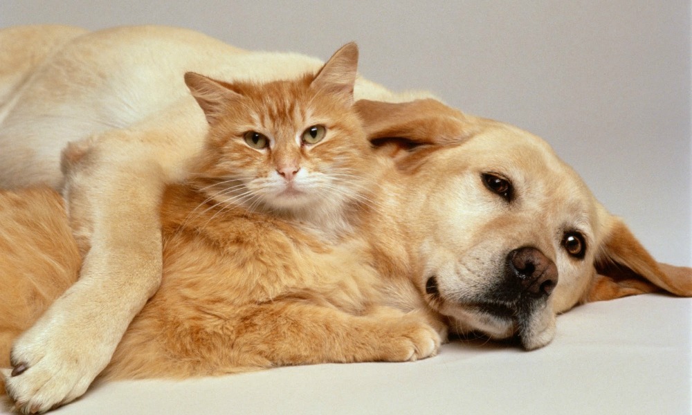 Al momento stai visualizzando L’Ordine dei Veterinari di Agrigento a confronto sugli antimicrobici