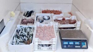 Scopri di più sull'articolo Sicilia, la “pesca” batte cassa alla Regione