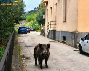 Scopri di più sull'articolo Agrigento: avvistato cinghiale nella cittadella dell’Asp