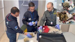Scopri di più sull'articolo Coralli rimossi da barriera corallina in Mauritius e Maldive: sequestro