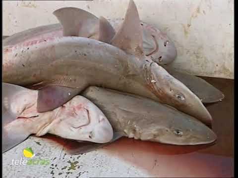 Scopri di più sull'articolo Teleacras – Sicilia, la “pesca” batte cassa alla Regione