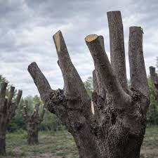 Scopri di più sull'articolo “Stop allo scempio degli alberi” davanti la scuola “Castagnolo”, appello dell’esperto Ballarò