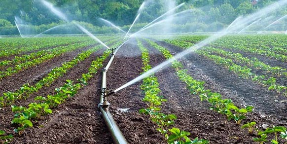 Al momento stai visualizzando Agrigento – Agricoltura, pubblicata la graduatoria definitiva dell’avviso da 4,6 milioni per i laghetti aziendali