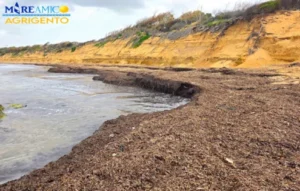 Scopri di più sull'articolo Mareamico: la Posidonia diventa una risorsa da valorizzare per il territorio