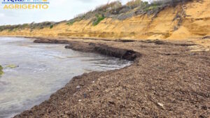 Scopri di più sull'articolo Mareamico propone di combattere l’erosione con la posidonia sulle spiagge