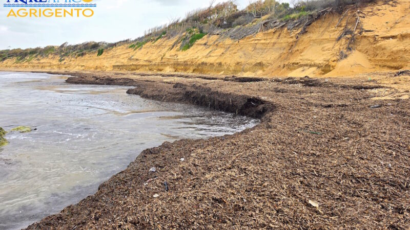 Al momento stai visualizzando Mareamico propone di combattere l’erosione con la posidonia sulle spiagge