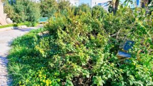 Scopri di più sull'articolo Villa Pertini e altre aree bonificate dopo i reportage di Report Sicilia