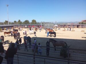 Scopri di più sull'articolo Successo straordinario per la Fiera del Cavallo a San Giovanni Gemini