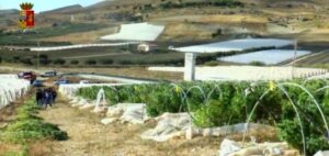 Scopri di più sull'articolo Agrigentino risarcito: tre mesi ai domiciliari per marijuana legale