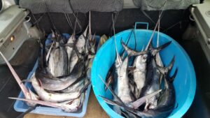 Scopri di più sull'articolo Sequestrate 21 tonnellate di pesce: chiusi due ristoranti in Agrigentino