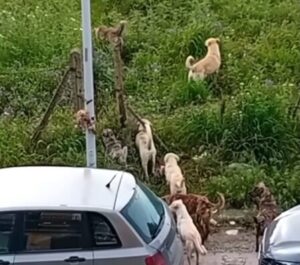 Scopri di più sull'articolo Canicattì, un branco di 15 cani randagi invade la periferia (Video)