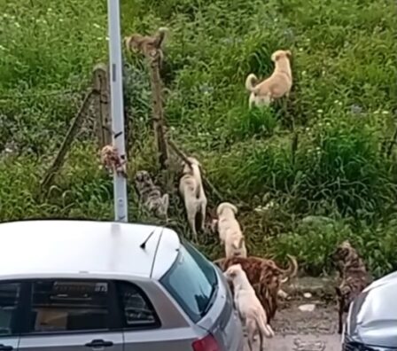 Al momento stai visualizzando Canicattì, un branco di 15 cani randagi invade la periferia (Video)