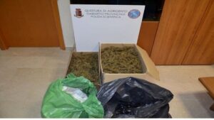 Scopri di più sull'articolo Coltivatore di marijuana ad Agrigento: scatta la denuncia per il reato
