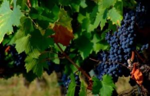Scopri di più sull'articolo Dieci milioni per “Vendemmia Verde”: la Regione sostiene i viticoltori siciliani