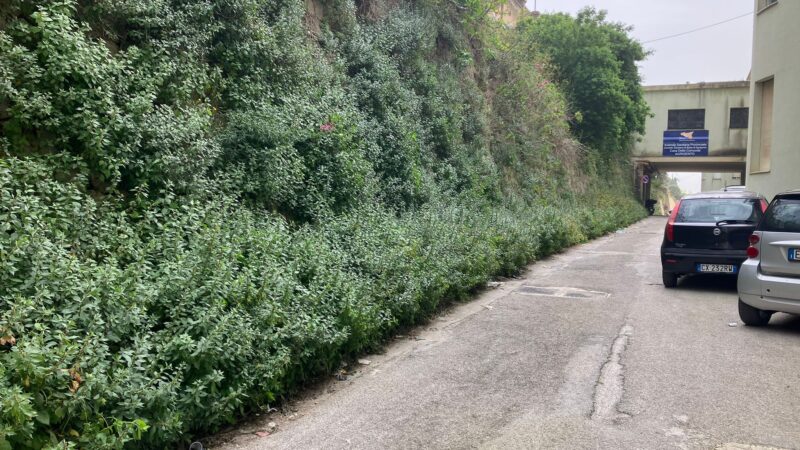Al momento stai visualizzando Parietaria vicino al Poliambulatorio: allerta per le persone allergiche