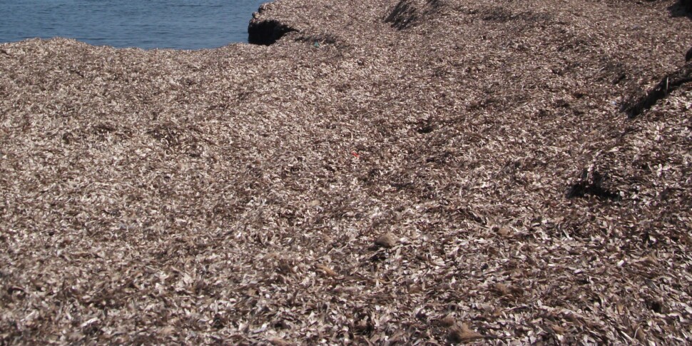 Al momento stai visualizzando Posidonia soffoca il porto di Menfi, il sindaco chiede interventi urgenti