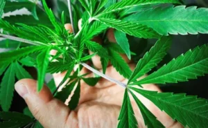 Scopri di più sull'articolo Cannabis terapeutica: Chinnici e D’Amico chiedono rimborsi per le cure
