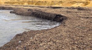 Scopri di più sull'articolo Posidonia sulle spiagge agrigentine: Mareamico la trasforma in risorsa – VIDEO