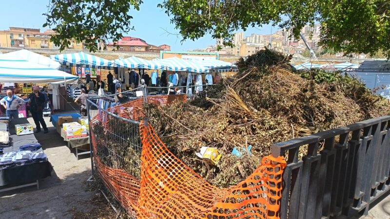 Scopri di più sull'articolo Mercato allestito tra gli arbusti: bancarelle tra gli alberi abbandonati