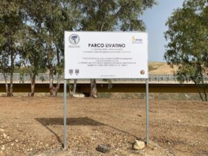 Scopri di più sull'articolo Piantati 1.000 alberi nel Parco Livatino in memoria delle vittime di mafia