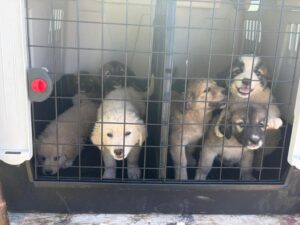 Scopri di più sull'articolo Rifugio Ohana per cani in pericolo di chiusura: spese insostenibili