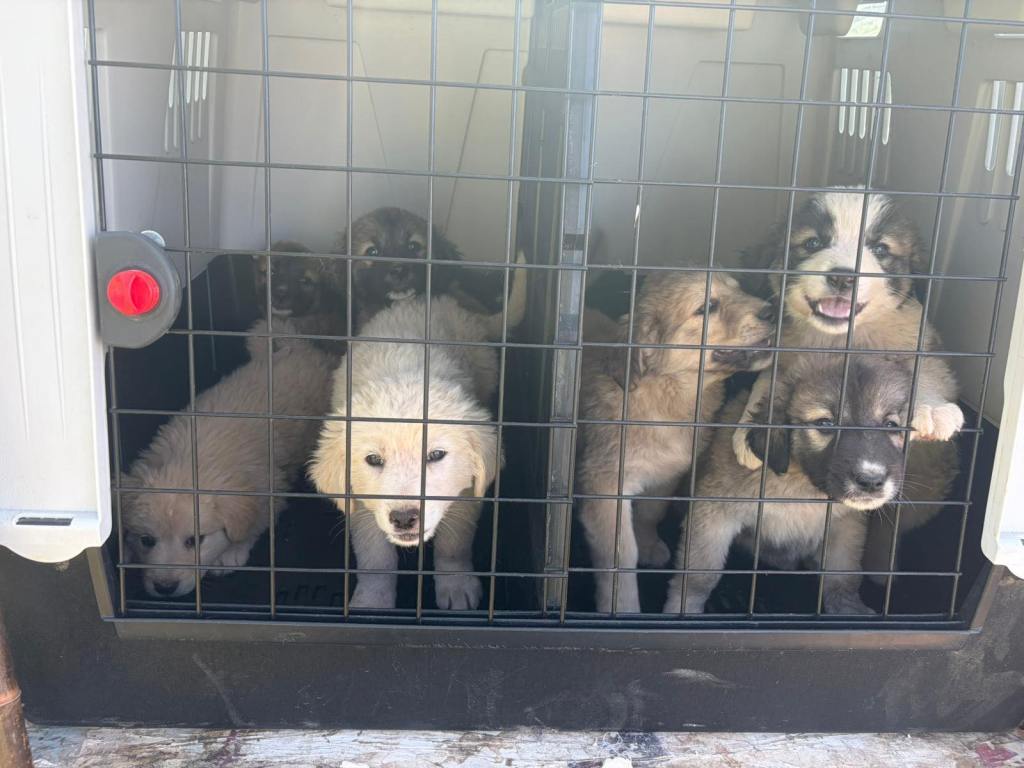 Al momento stai visualizzando Rifugio Ohana per cani in pericolo di chiusura: spese insostenibili