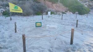 Scopri di più sull'articolo Prima deposizione di tartaruga caretta caretta sulla Spiaggia dei Conigli a Lampedusa