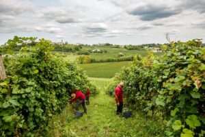 Scopri di più sull'articolo Fratelli d’Italia dialoga con le imprese agricole di Agrigento