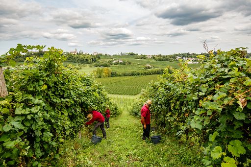Al momento stai visualizzando Fratelli d’Italia dialoga con le imprese agricole di Agrigento