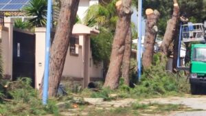 Scopri di più sull'articolo Agrigento, nasce il “Patto per il verde” delle associazioni ambientaliste