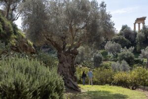 Scopri di più sull'articolo Camminate nel Giardino della Kolymbethra: esplorando il bosco ripariale