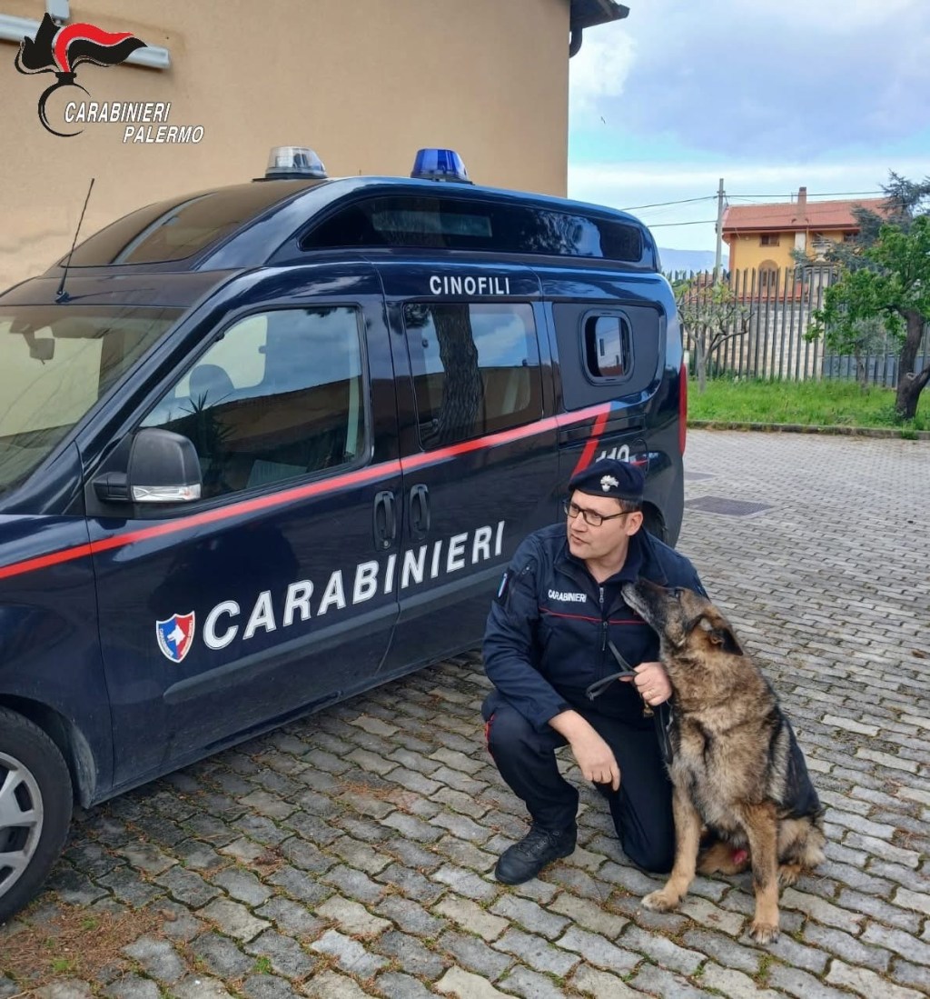 Scopri di più sull'articolo Ron, il cane antidroga dei Carabinieri, va in pensione dopo anni di servizio