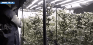 Scopri di più sull'articolo Scoperta serra di marijuana in un appartamento, un 49enne arrestato