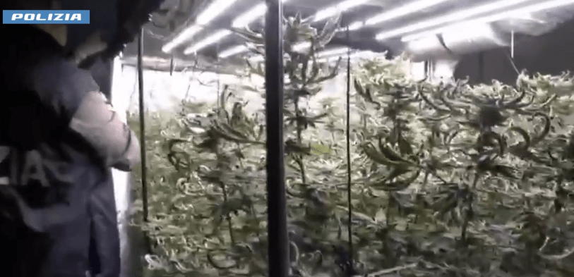 Al momento stai visualizzando Scoperta serra di marijuana in un appartamento, un 49enne arrestato