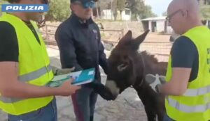 Scopri di più sull'articolo Fattoria abusiva in agriturismo: multa di 30 mila euro per il proprietario