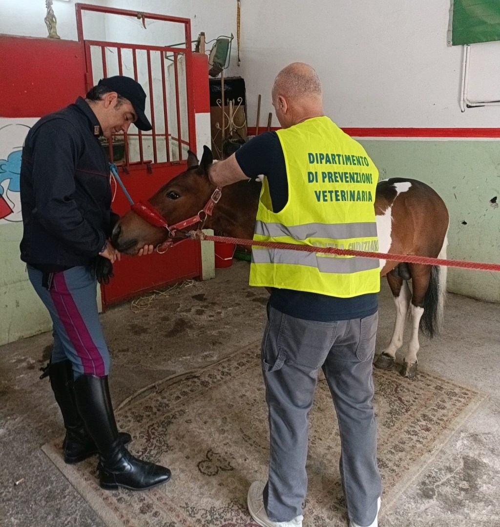 Al momento stai visualizzando Sequestrati pony in due stalle abusive per mancanza di tracciabilità