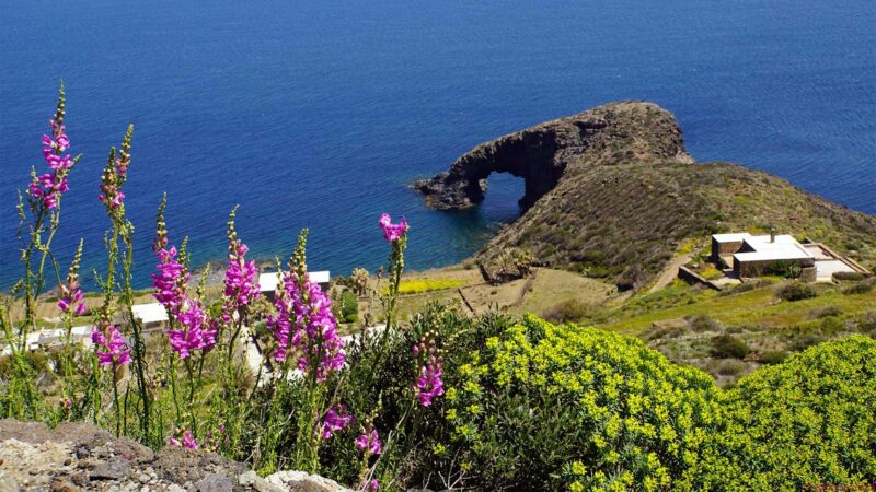 Scopri di più sull'articolo Pantelleria dà il via alla prima edizione del festival dell’Elaio e del gusto locale
