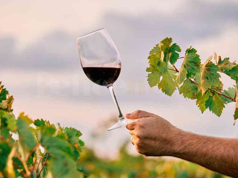 Al momento stai visualizzando Cantine Aperte il 30 e 31 maggio: 30 aziende siciliane pronte a sorprendere