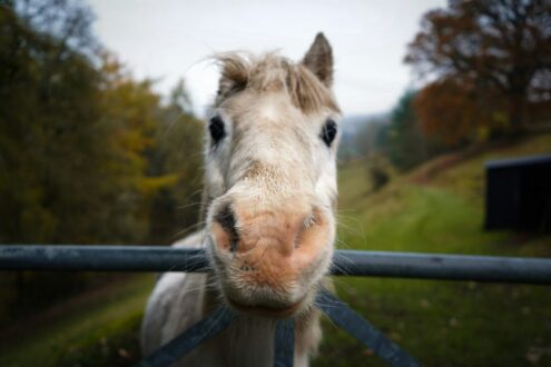 Al momento stai visualizzando Due stalle abusive scoperte: pony sequestrati per mancanza di tracciabilità