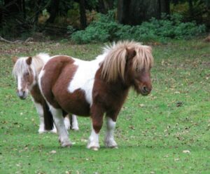 Scopri di più sull'articolo Tre pony sequestrati: trovati in condizioni igieniche critiche e al buio