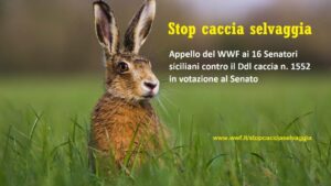 Scopri di più sull'articolo WWF chiede ai senatori siciliani di fermare il ddl sulla caccia
