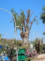 Al momento stai visualizzando Alberi mutilati in città: addio a ombra e rifugio per gli uccelli