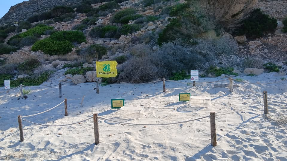 Al momento stai visualizzando Tartarughe caretta caretta, avvistato il secondo nido a Lampedusa