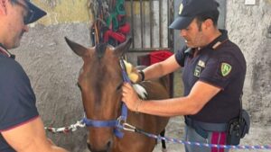 Scopri di più sull'articolo Maltrattamento di animali a Catania: sequestrati un pony e due cani