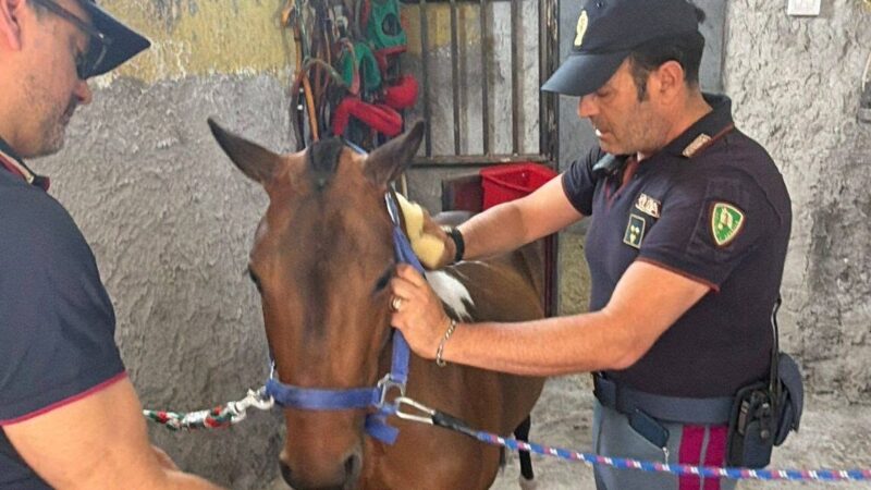 Al momento stai visualizzando Maltrattamento di animali a Catania: sequestrati un pony e due cani
