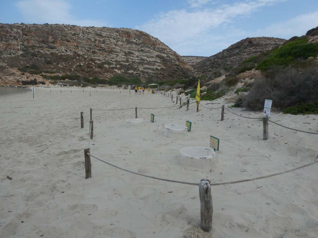 Al momento stai visualizzando Lampedusa accoglie il terzo nido di tartaruga caretta caretta dell’anno