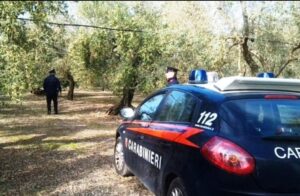 Scopri di più sull'articolo Vandali abbattono 35 ulivi nelle campagne agrigentine di un commerciante