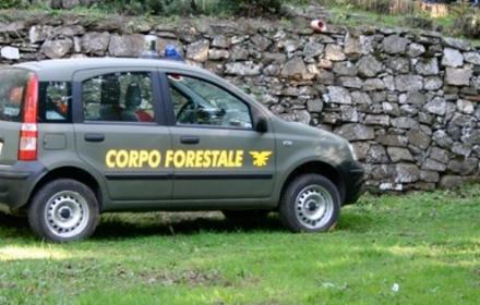 Al momento stai visualizzando Tar accoglie richiesta: aspirante forestale avrà chance di rivalutazione